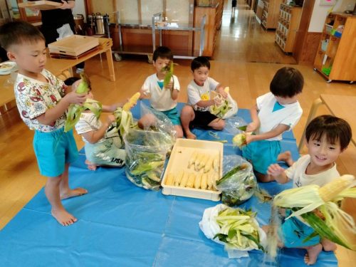 7月4日：トウモロコシの皮をむきました！